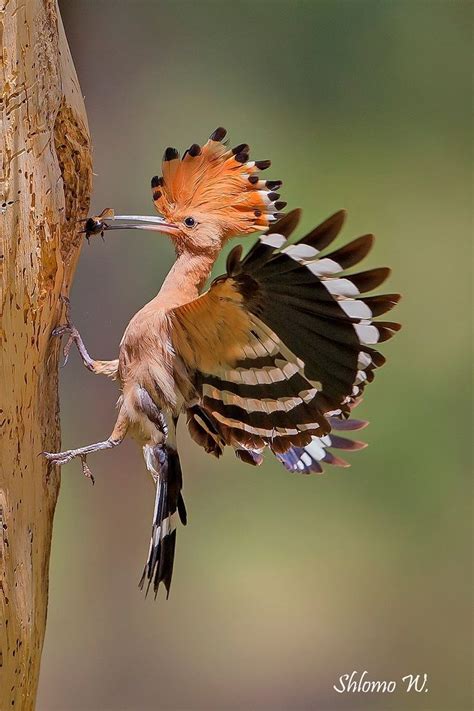 Hoopoe National Bird Of Israel Aves Belas Pássaros Fofos Belas