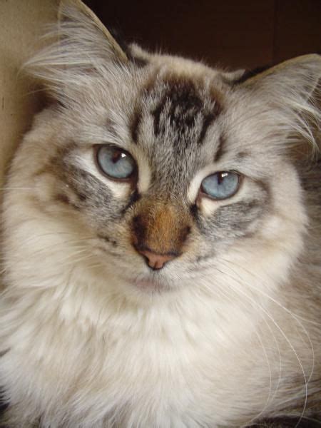 Balinese Maine Coon Mix The Best Dogs And Cats