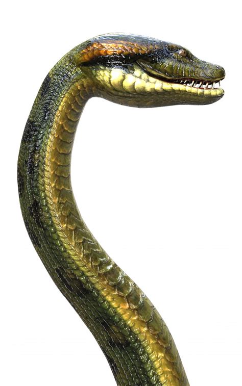 Das sind die 10 giftigsten tiere der welt : Anaconda, boa constrictor die größte giftige schlange der ...