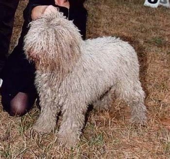 Spanish Water Dog Breed Pictures, 1