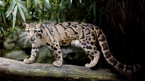 Clouded Leopard Animals Wiki Fandom