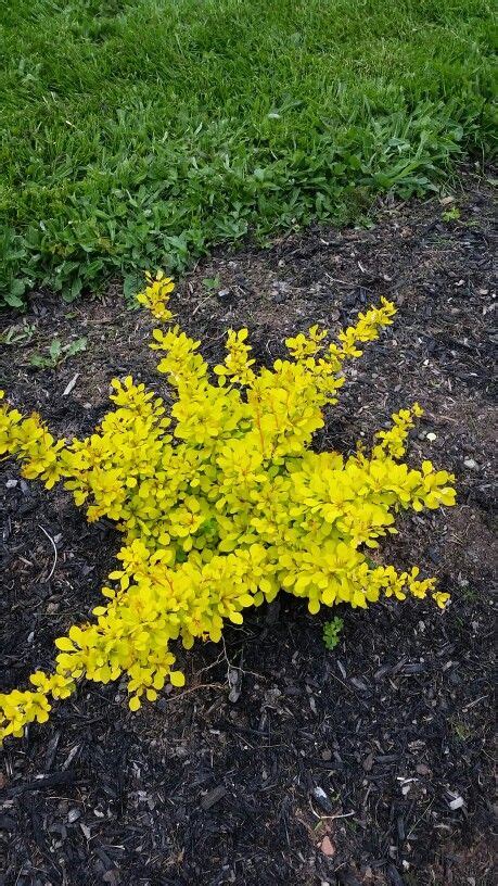 Yellow Barberry Shrub Adds Bright Color Foliage To Your Garden All