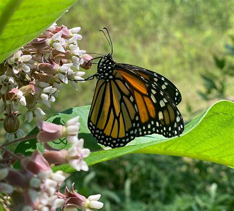 Pesticides Contaminate Most Food Of Western Us Monarchs
