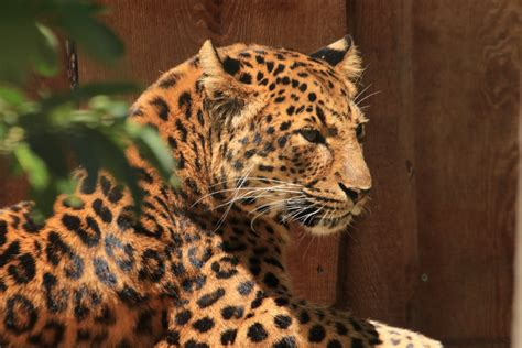 North Chinese Leopard June 2020 Zoochat