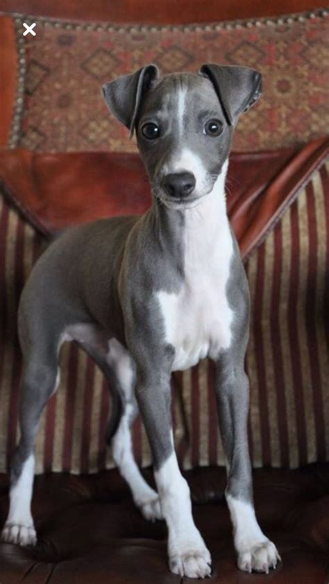 Greyhound Whippet Dog Saluki Dogs Borzoi Aesthetic Rare Dog
