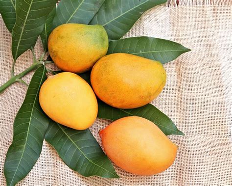 How To Grow A Mango In Gardens And In Pots Yates
