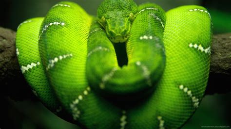 Worlds Top 10 Most Beautiful Snakes Ever With Details
