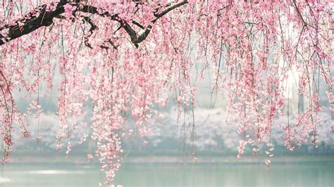 japanese aesthetic wallpaper 4k anime sakura trees hd wallpapers images and photos finder