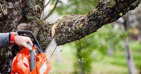 Tree And Shrub Trimming And Pruning In Lancaster And Harrisburg Tomlinson