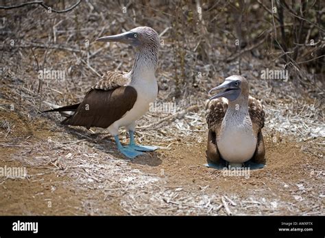 Dos Piqueros De Patas Azules Pájaro Bobo Sula Nebouxii Isla De La Plata