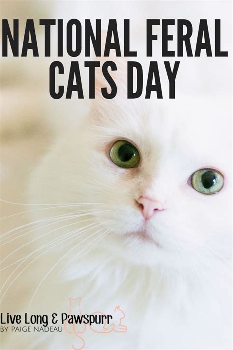 What Is National Feral Cat Day Cat Day Feral Cats Cats