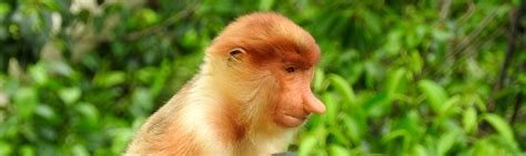 Proboscis Monkey Facts Borneo Wildlife Guide