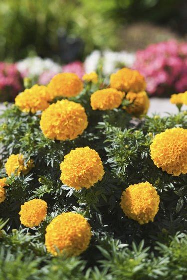 Factors to consider in pothos watering How Often Do You Water Marigolds? | Hunker