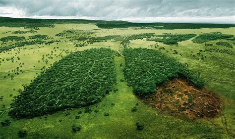 Amazonía El Pulmón Verde Del Planeta En Peligro Latinoamérica