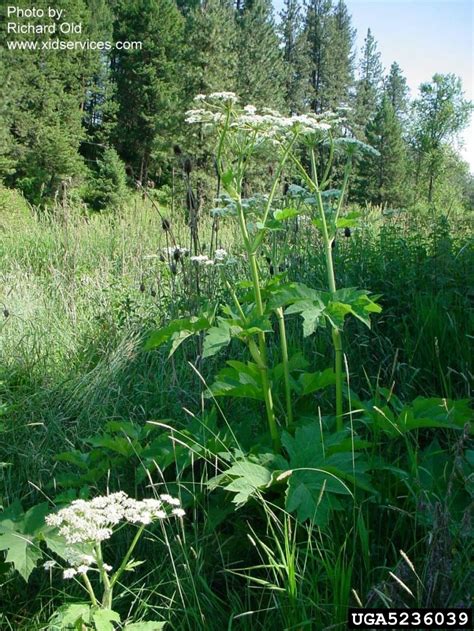 Giant Hogweed Vs Cow Parsnip What Is The Difference Ckiss Central