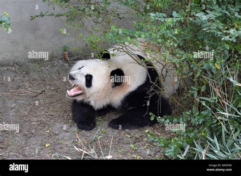 One Of The Giant Panda Twins Mei Lun And Mei Huan Is Pictured At The
