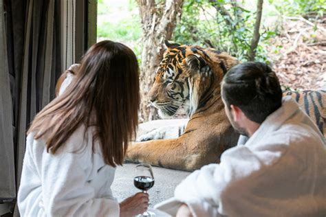 Luxury Zoo Hotel Sleep With Rare African Animals At Jamala Lodge