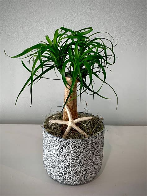 Informed rvers have rated 12 campgrounds near west palm beach, florida. Ponytail Palm in Millie Pot West Palm Beach Florist ...
