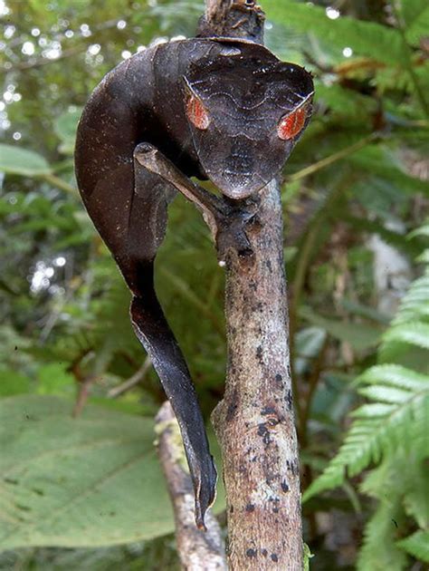 Weird Funny And Absolutely Unique Animals Of Madagascar
