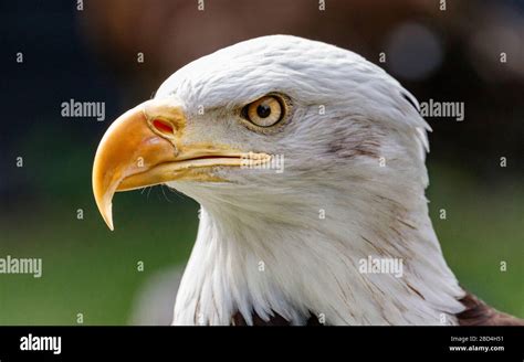 Bald Eagle Close Up Head Shot Stock Photo Alamy