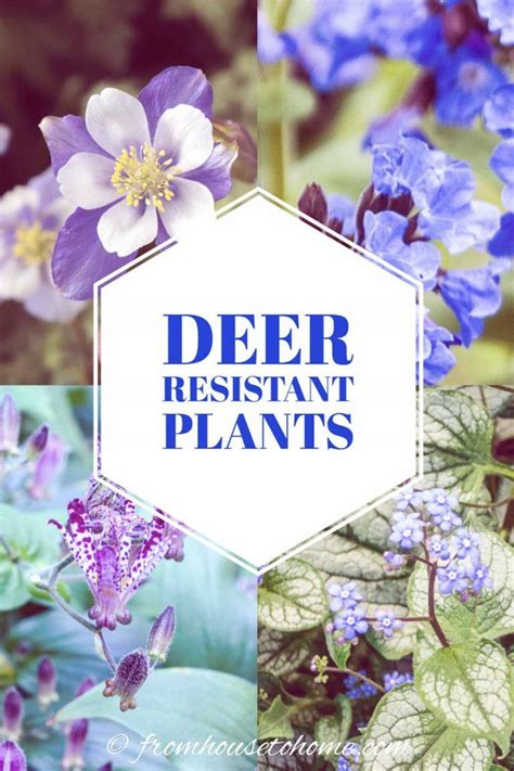 Their round, succulent leaves and colorful flowers fill the garden like few other plants can. 15 Beautiful Deer Resistant Shade Plants To Grow In Your ...