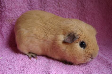W Midlands Cute Baby Guinea Pigs Page 2 Reptile Forums