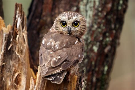 Northern Saw Whet Owl The Cutest Owls Birds And Blooms