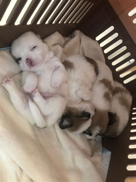 Six Puppies Lost Puppies