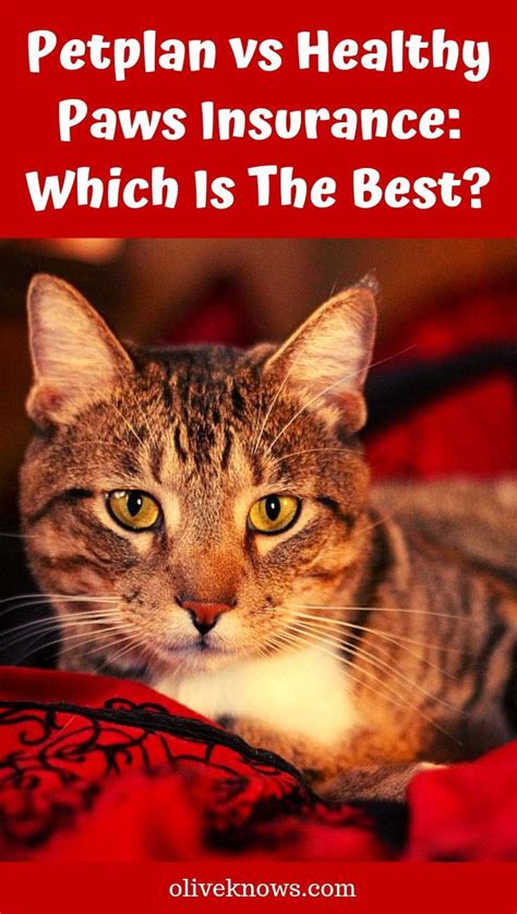 Petplan vs Healthy Paws Insurance: Which Is The Best ...