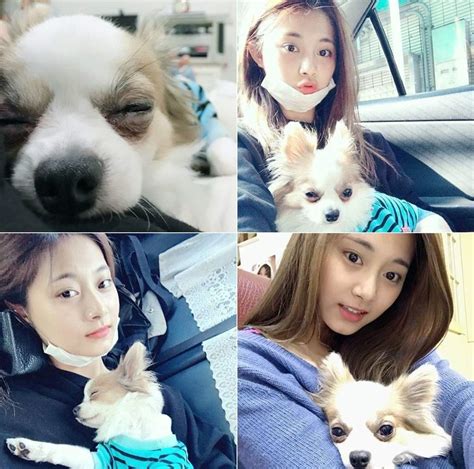 I do not own this video nor the image featured in the video. TWICE And Cutie Dogs | Twice (트와이스)ㅤ Amino