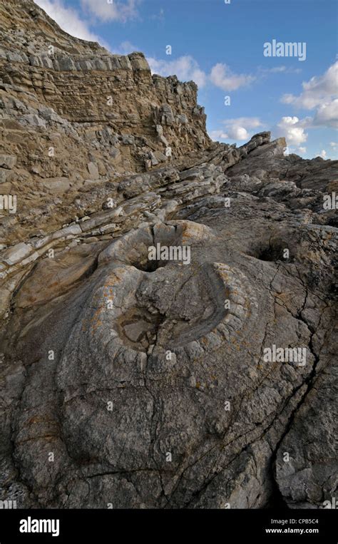 Fossil Forest Lulworth Cove Dorset Engalnd Stock Photo Alamy