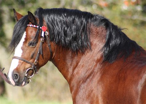 Aug 12, 2021 · stutteriannonce / ad: Welsh Pony - Ponyrassen in Deutschland | FN