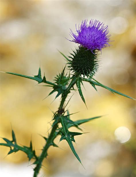 Thistle The Flower Of Scotland Thistle Flower Thistles Art Thistle