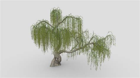 Weeping Willow Tree S1 Buy Royalty Free 3d Model By Asma3d Ac39a5a