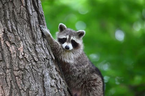 How Do I Stop Raccoons From Digging Up My Lawn