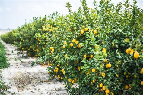 Where Do Lemon Trees Grow Gardeneco