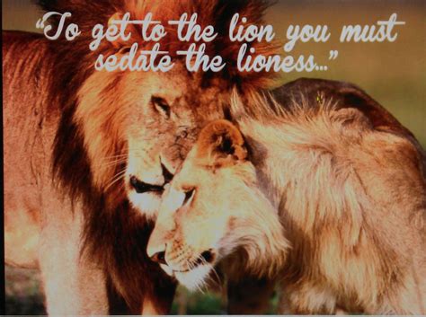 One of the best book quotes about lioness. Afbeeldingsresultaat voor lioness quotes | Female lion, Lion pictures, Lion love