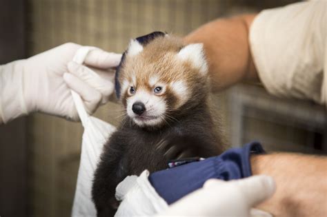 Endangered Red Panda Couple Got Their First Cub At The Helsinki Zoo