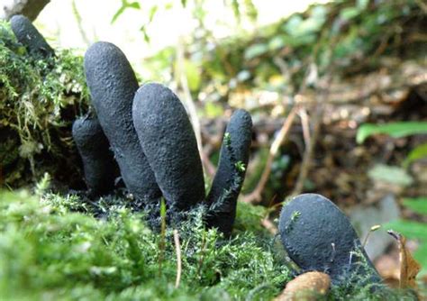 Xylaria Polymorpha Dead Man S Fingers Fungus Membrane