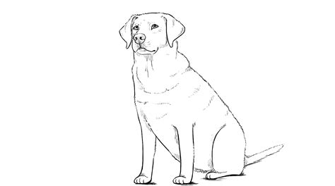 How To Draw A Labrador Retriever