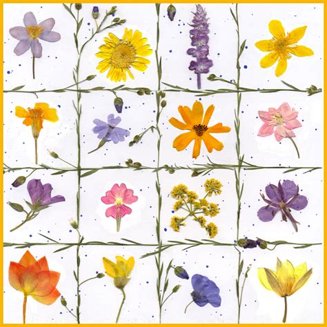 My Petal Press Garden Blog Easy Flowers To Press