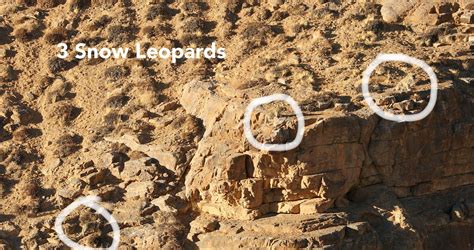 Can You Spot The Snow Leopards In These Photos Petapixel