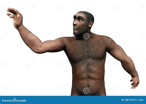 Male Erectus D Render Royalty Free Stock Photo Cartoondealer Com