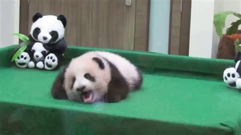 Baby Panda At Zoo Negara Kuala Lumpur Malaysia Youtube