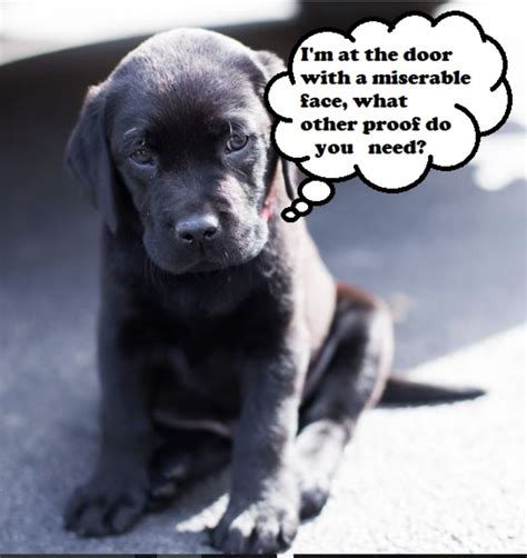 When will my puppy be ready to go play at a dog park? Signs Your Puppy Needs to Go Potty | PetHelpful