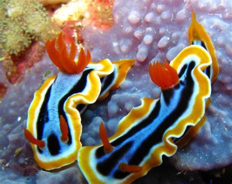 The Most Vivid Colors Of The Sea Sea Slugs