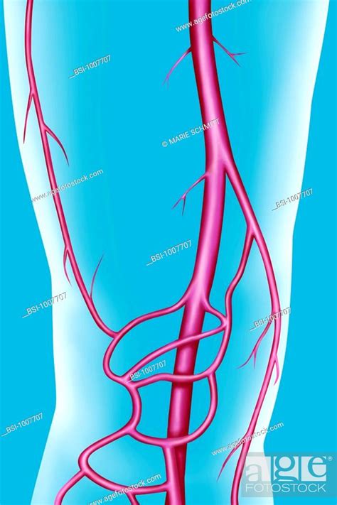 Arteries Of The Thigh And The Knee The Superficial Femoral Artery