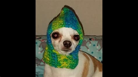 Crochet Chihuahua Hat Tutorial How To Crochet A Dog Hat Youtube