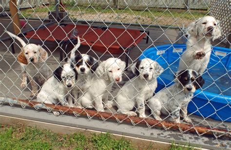 Llewellin setter puppies for sale. Available Puppies | East Coast Llewellin Setters