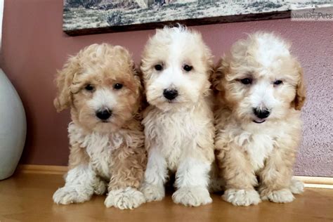 Goldichon Goldendoodle Puppy For Sale Near Madison Wisconsin